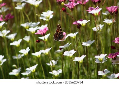 白い花に閉じた翼を持つブラウンバタフライ。高品質の写真..セレクティブフォーカス