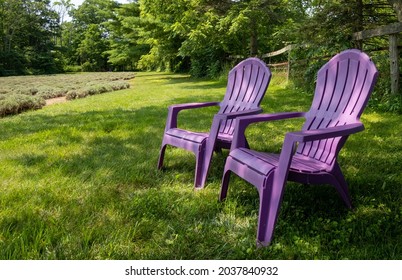 Two purple plastic chairs in a lavender garden surrounded by trees on a sunny day