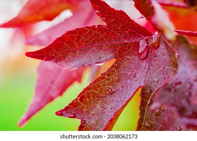 Autumn nature background. Acer palmatum red leaves with rain drops. Fall red pink maples. Red-foliaged Japanese maple, close up. Good Red  Fall Foliage.
