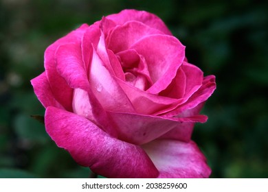 Nahaufnahme einer rosa Rose auf einem dunkelgrünen Hintergrund. Foto in hoher Qualität