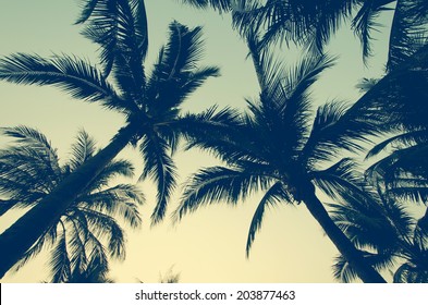Palmen auf dem schönen Sonnenunterganghintergrund.