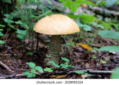 Un hongo marrón del bosque en un entorno natural. foto de alta calidad