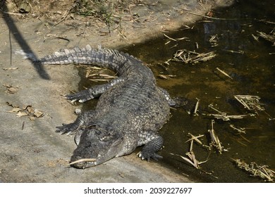 Indian Mugger crocodile next to water source in zoo