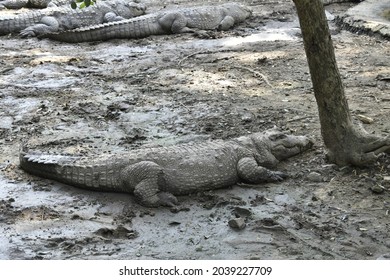 Crocodile resting in mud close to tree