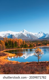 アルタイ山脈、シベリア、ロシアのキデル湖。雪に覆われた山頂と黄色の秋の森。美しい秋の風景。