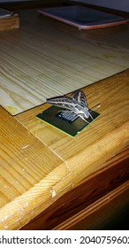 ゴールド マイクロプロセッサのかわいい蝶