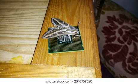 ゴールド マイクロプロセッサのかわいい蝶