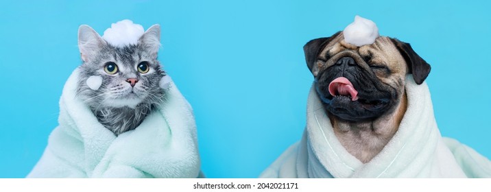 Grappige natte puppy van het pug-ras en pluizige kat na bad gewikkeld in een handdoek. Net gewassen schattige hond en grijs tabby kitten in badjas met zeepschuim op hun hoofd op blauwe achtergrond.