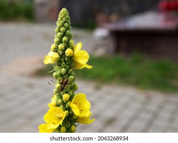 Perbungaan kuning tanaman yang disebut Mullein tumbuh di pinggir jalan di kota, kumbang di Podlasie, Polandia.