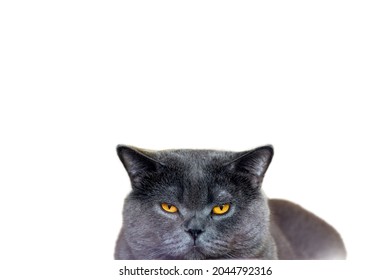 白い背景に青いブリティッシュショートヘアの猫、猫の頭と顔のクローズアップは、退屈で不満そうな顔をしています。変顔猫 怒った顔 怖い顔