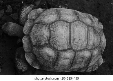 Schildkrötenpanzer Textur Schwarz Und Weiß