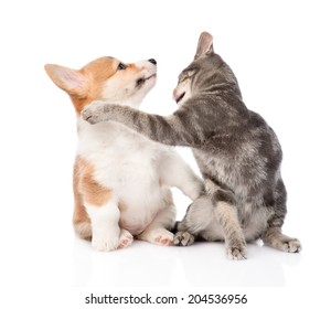 kucing dan anjing bergaduh. diasingkan pada latar belakang putih