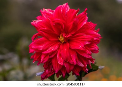 Dahlia flower red, mature and magnificent closeup.