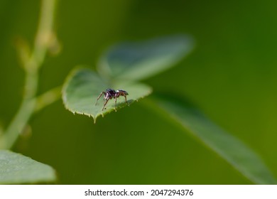 Springende spin zat op de top van een rozenblad op een wazige groene achtergrond