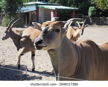 Canna, common eland, Taurotragus oryx, an antelope living in Africa, in the Serengeti ecoregion. Several antelopes. A herd of whaletiped animals at the Palic Zoo, Serbia