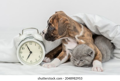 Leuke Duitse bokserpuppy knuffelt slaperig klein katje onder een warme witte deken op een bed thuis in de buurt van de wekker. Huisdieren slapen samen