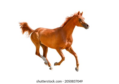 Ngựa arab đỏ đang chuyển động. Giống Ả Rập bị cô lập trên nền trắng. Ngựa Ả Rập màu nâu tuyệt đẹp chạy trên nền trắng