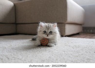 a small fluffy cute long-haired kitten with blue eyes, a silver British chinchilla or Persian breed, lies on a soft beige carpet and plays with a ball in a light, cozy room