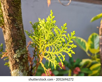 Thuja standishii (thuja japonés; nezuko, kurobe) es una especie de thuja, un árbol conífero de hoja perenne de la familia de los cipreses Cupressaceae.