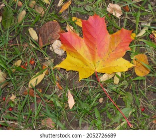 Helder rood en geel herfst esdoornblad op de grond tussen groen gras, lijsterbessen en gevallen bladeren. Kleurrijk herfstpalet. Perfect zicht voor seizoensontwerp met kopieerruimte. Focus op voorgrond