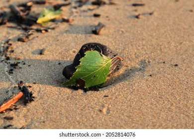 Grünes Blatt auf dem Stein auf einem Strandsand. Foto in hoher Qualität