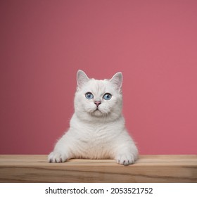 schattige witte Britse korthaar kat met blauwe ogen leunend op houten aanrecht kijken camera nieuwsgierig op roze achtergrond met kopie ruimte