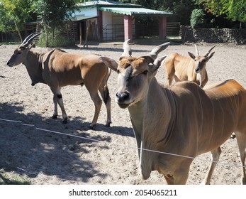 Canna, common eland, Taurotragus oryx, an antelope living in Africa, in the Serengeti ecoregion. Several antelopes. A herd of whaletiped animals at the Palic Zoo, Serbia.