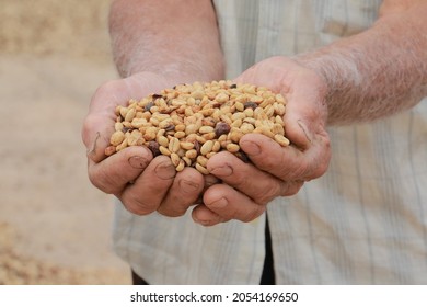 Ein Mr. Coffee Grower, der Kaffeebohnen in seinen Händen hält