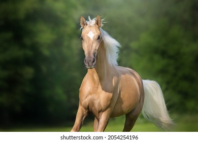 Bức chân dung cận cảnh con ngựa Cremello với bờm dài chạy tự do trên đồng cỏ xanh