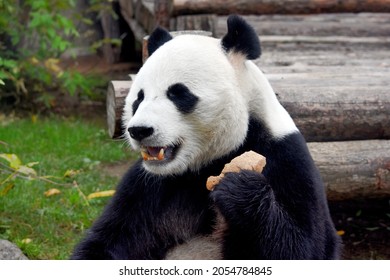 beruang panda duduk dan makan sepotong roti di kebun binatang Moskow Rusia Oktober 2021 .photo