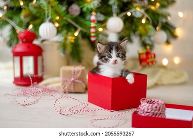 un pequeño gato gracioso se sienta en una caja roja como regalo de Navidad en el fondo de un árbol de Navidad en el concepto de decoración de año nuevo y navidad. foto de alta calidad