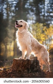自然の森の美しい犬の肖像画。ゴールデンレトリーバーは、秋の太陽の下で木の切り株に前足を置いて立っています。縦の写真。