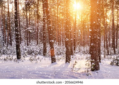 Puesta de sol o amanecer en el bosque de pinos de invierno con nieve que cae. Filas de troncos de pino atravesados ​​por los rayos del sol. Nevada.