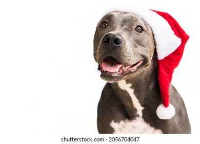 クリスマスのための白い背景で隔離赤いサンタさんの帽子のピット ・ ブル犬。サンタクロースが来るのを待っています。セレクティブ フォーカス。