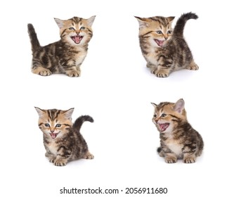 Lustiges schottisches Kätzchen miaut laut, als würde es lachen, isoliert auf weißem Hintergrund. Stellen Sie vier Fotos ein.