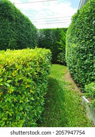 green hedge or green leaves wall decorate the outdoor garden.