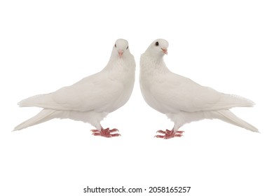 白い背景で隔離のカメラを見て 2 つの白い鳩
