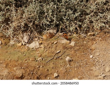 Het grondwater sijpelt uit de grond in de woestijn en een dorstige vlinder drinkt