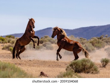 Varios caballos mustang salvajes peleando y jugando en los desiertos de Nevada.