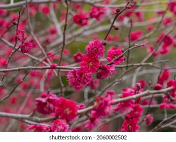 Red plum blossoms are blooming all over the branches