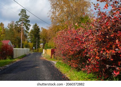 晴れた秋の日に狭い村の道の焦点の合っていない写真。前景に赤いチョークベリー ブッシュ。エストニア、エスパ。