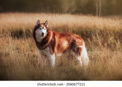red husky playing in a field on sunrise in summer 