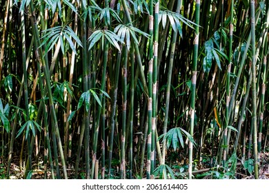 Jonge struik van bamboeplanten die in het diepe bos groeien