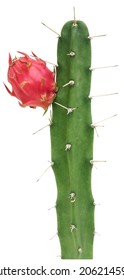 El cactus verde tiene espinas afiladas de una pulgada de largo. Las frutas son rojas como una fruta de dragón y están aisladas en un fondo blanco.