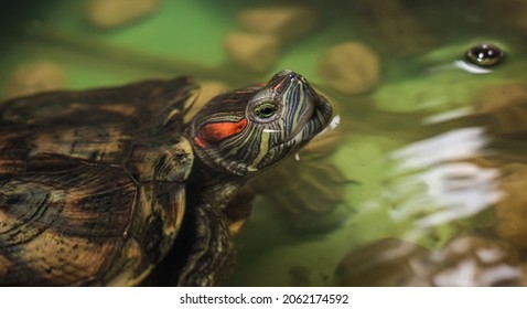 Hausschildkröte aus nächster Nähe. Eine heimische Rotohrschildkröte in einem Aquarium. Ein Individuum einer erwachsenen Rotohrschildkröte, das in einem Aquarium schwimmt und seinen Kopf aus dem Wasser streckt.
