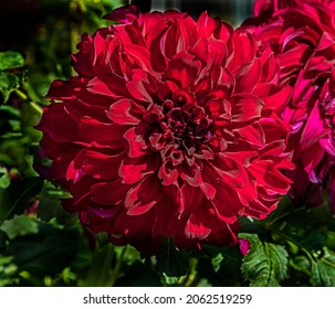 View of dahlia in the garden. Variety - Bohemian Spartacus
