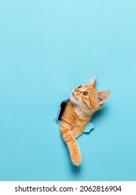 Een schattig rood katje gluurt door een gat in het papier. Speels en grappig huisdier, blanco voor reclame, poster, verkoop, dierenkliniek.