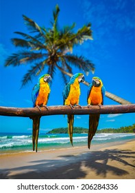 Tropisches Urlaubskonzept - drei Papageien (Blau-Gelber Ara (Ara ararauna), auch als Blau-Gold-Ara bekannt) auf tropischem, wunderschönem, idyllischem Strand und Meereshintergrund