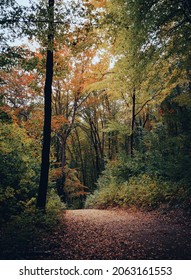Un bellissimo sentiero nel bosco in autunno, con luci soffuse e foglie arancioni sugli alberi.
