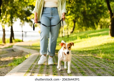 Cropped close up shot of a female pet owner walking her dog in city park. Caucasian young woman playing with jack russell terrier outdoors. Pet care concept